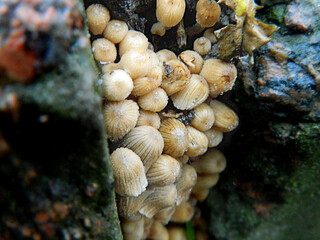 Small Dark Mushrooms Competing for Space on the Ground. High quality photo