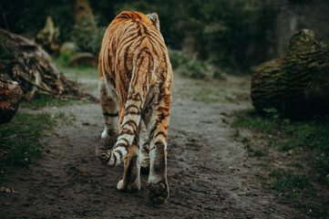 Rückansicht eines laufenden Sibirischen Tigers (Panthera tigris altaica) im moody forrest look