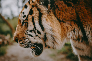 Close Up - Kopf eines männlichen Sibirischen Tigers (Panthera tigris altaica)