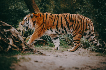 Moody forrest look - Laufender Sibirischen Tiger (Panthera tigris altaica) im Profil 