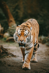 Fototapeta premium Portrait eines laufenden Sibirischen Tigers (Panthera tigris altaica) im moody forrest look