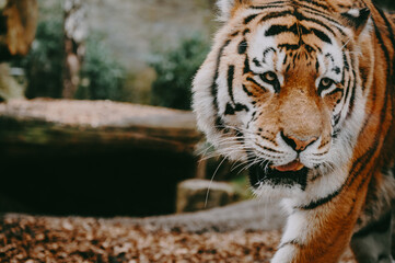 Close Up - Kopf eines männlichen Sibirischen Tigers (Panthera tigris altaica) in einem Freigehege