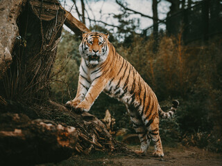 Portrait eines Sibirischen Tigers (Panthera tigris altaica) im moody forrest look