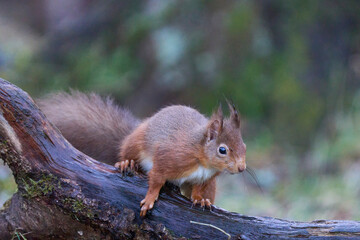 Naklejka na ściany i meble Red Squirrel (Sciurus vulgaris) in woodland during winter in the highlands of Scotland, United Kingdom.