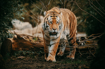 Portrait eines Sibirischen Tigers (Panthera tigris altaica) im moody forrest look