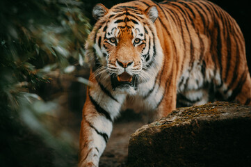 Portrait eines durch den Busch schleichenden Sibirischen Tigers (Panthera tigris altaica)