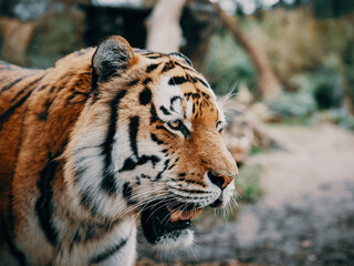 Close Up - Kopf eines männlichen Sibirischen Tigers (Panthera tigris altaica)