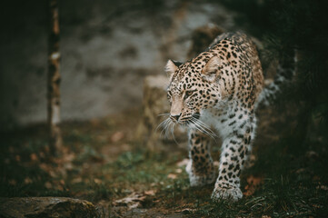 Laufender Persischer Leopard (Panthera pardus tulliana) in einem Freigehege