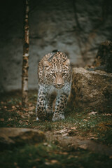 Tierportrait - In Richtung Kamera laufender Persischer Leopard (Panthera pardus tulliana) in einem Freigehege