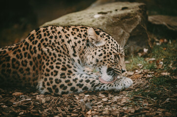 Liegender Persischer Leopard (Panthera pardus tulliana) leckt sich die Pfote