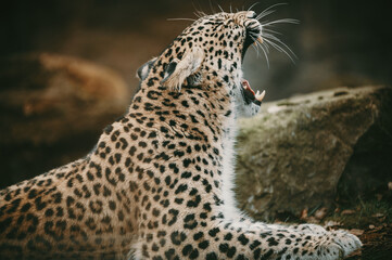 Gähnender Persischer Leopard (Panthera pardus tulliana) in einem Freigehege