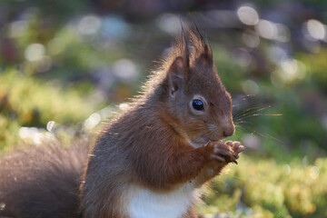 Red Squirrel (Sciurus vulgaris) eating a nut in woodland during winter in the highlands of Scotland, United Kingdom.