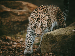 Tierportrait - Sich anpirschender Persischer Leopard (Panthera pardus tulliana) in einem Freigehege