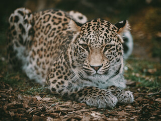Fototapeta na wymiar Close Up Portrait - Liegender Persischer Leopard (Panthera pardus tulliana) in einem Freigehege