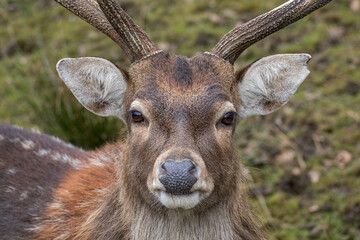Vietnamese sika deer detail of head with horns.