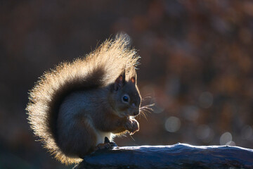 Red Squirrel (Sciurus vulgaris) eating a nut in woodland during winter in the highlands of Scotland, United Kingdom.