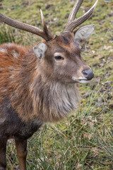 Vietnamese sika deer detail of head with horns.