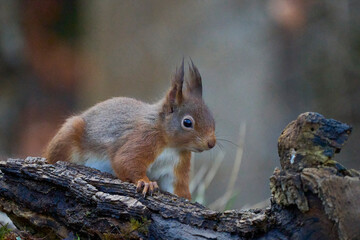 Naklejka na ściany i meble Red Squirrel (Sciurus vulgaris) in woodland during winter in the highlands of Scotland, United Kingdom.