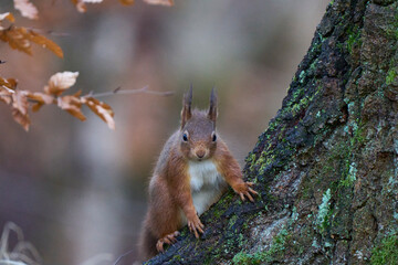 Red Squirrel (Sciurus vulgaris) in woodland during winter in the highlands of Scotland, United Kingdom.