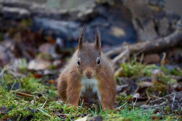 Red Squirrel (Sciurus vulgaris) in woodland during winter in the highlands of Scotland, United Kingdom.