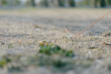 camping in city park