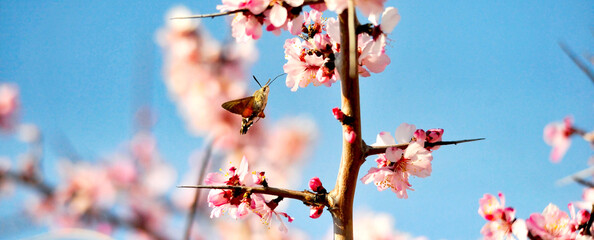 hummingbird moth collecting pollen on a pink blossom,spring theme - 579772649