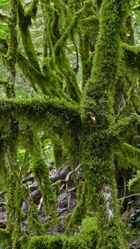 Landscape with moss-covered trees in a boxwood grove in the Caucasus Mountains. Vertical video