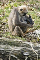 Naklejka premium A sacred hulman monkey examines its leg.