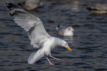 seagull in flight