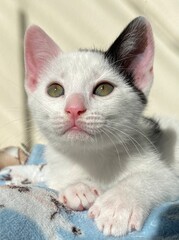 Pax kitten, adopted, still with blue eyes and very cute and beautiful