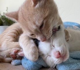 Mio and Pax adoptdes little beautiful cats.