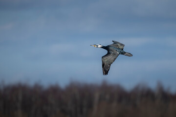 great cormorant in flight