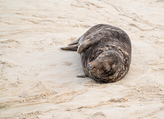 Grey Seal female on the beach at Horsey Gap, Norfolk, England