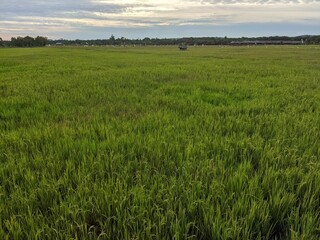 landscape, rice fields