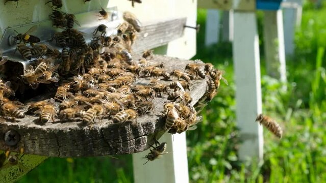 Bees attacked by hornets at the hive. Bee killer hornet . Slow-motion video.