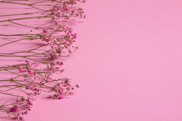 Delicate dry pink flowers. Small flowers. On a pink background. Spring, feminine, cute. Pink background. Flowers. Dried flowers. Empty space. Bouquet.