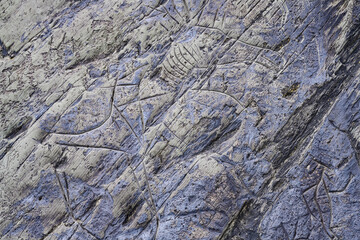 Naklejka premium Petroglyph carved on a rock depicting deer animal dated 35-1 centuries BC on the banks of the Tom River in Siberia