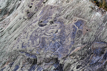 Petroglyph carved on a rock depicting wolf animal dated 35-1 centuries BC on the banks of the Tom River in Siberia