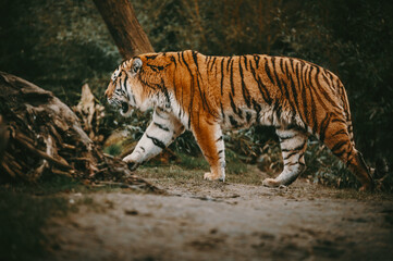 Fototapeta na wymiar Moody forrest look - Laufender männlicher Sibirischer Tiger (Panthera tigris altaica) im Profil 