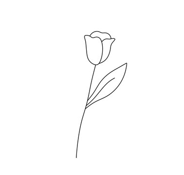Vector isolated one single simplest tulip doodle flower colorless black and white contour line easy drawing