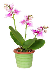 Mini orchid in green ceramic pot, transparent background