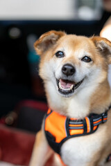 嬉しそうな老犬（雑種）