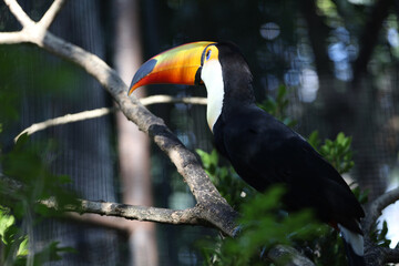 The toco toucan bird on the wood tree