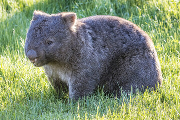 Fototapeta premium Wombat (Vombatidae), Australia