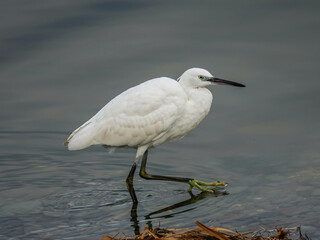 great white heron