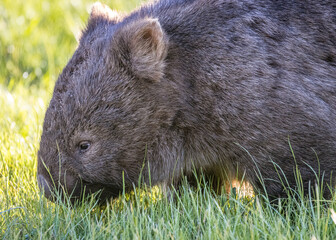 Wombat (Vombatidae), Australia
