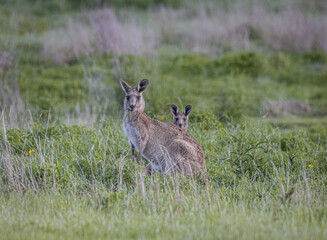 Kangaroos with joey (Macropodidae), Australia