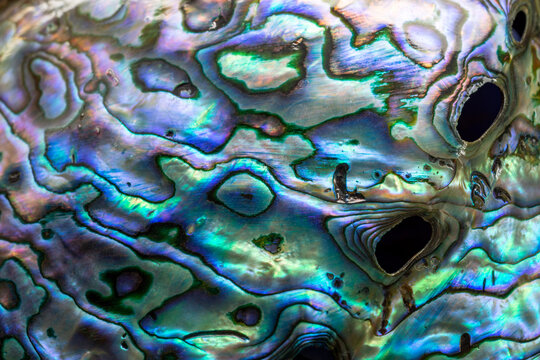 Opalescent Paua abalone shell. Shimmering texture of mother of pearls