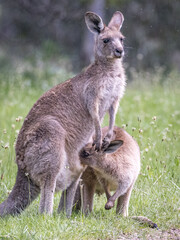 Naklejka na ściany i meble Kangaroo with joey (Macropodidae), Australia