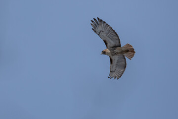 Red tailed Hawk in flight.